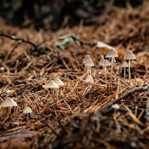 Setas en la naturaleza otoñal.