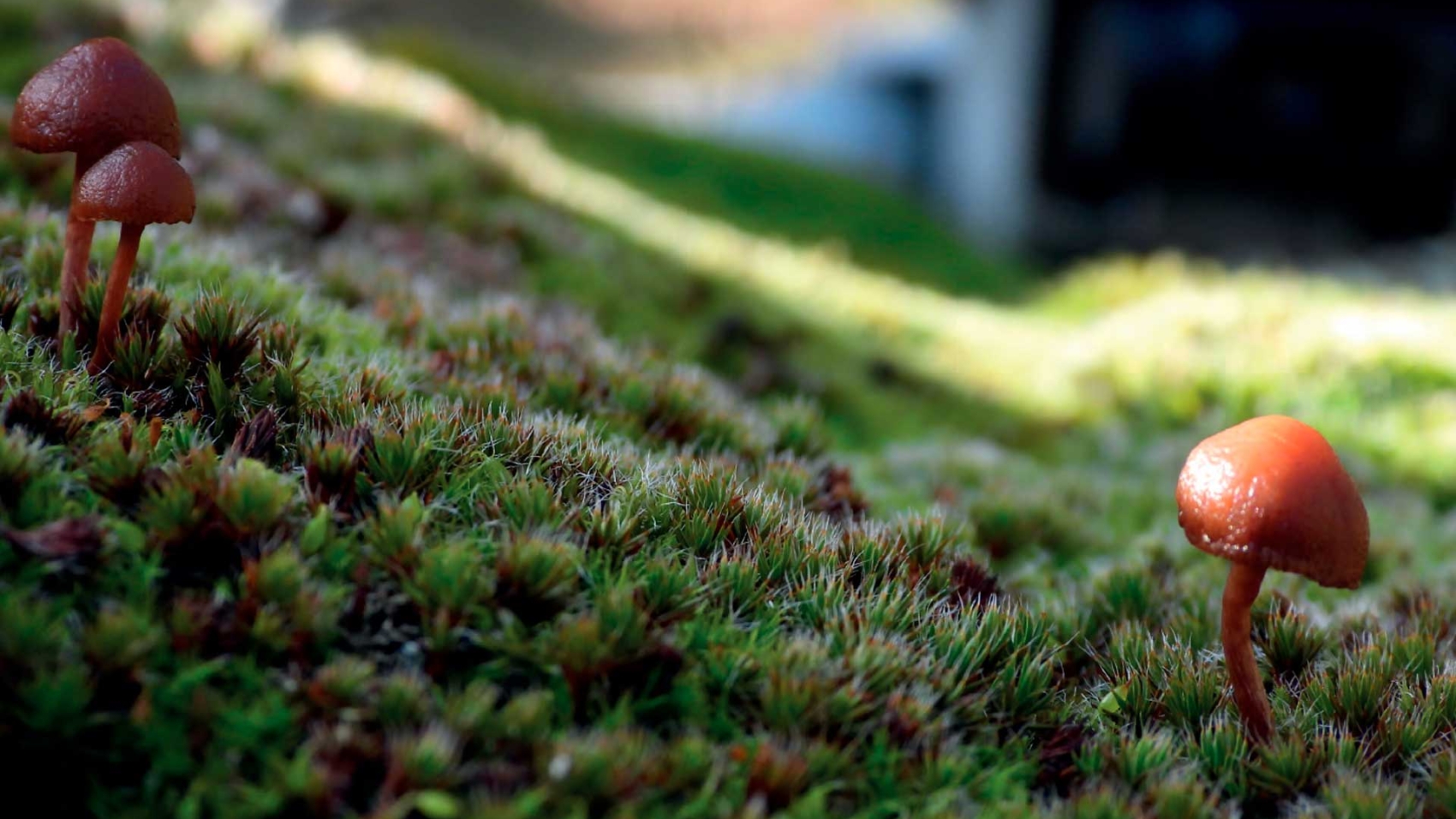 CaminandoNaturalezaCastanar