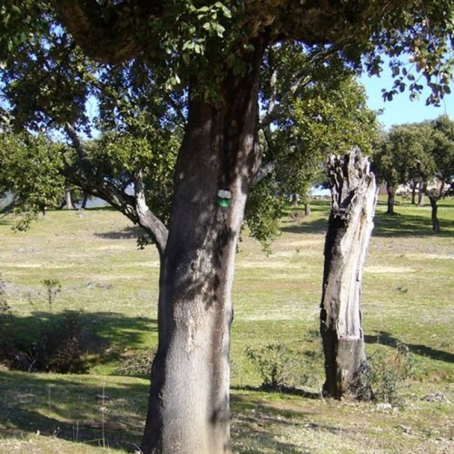 cerezo-palomero-destacada
