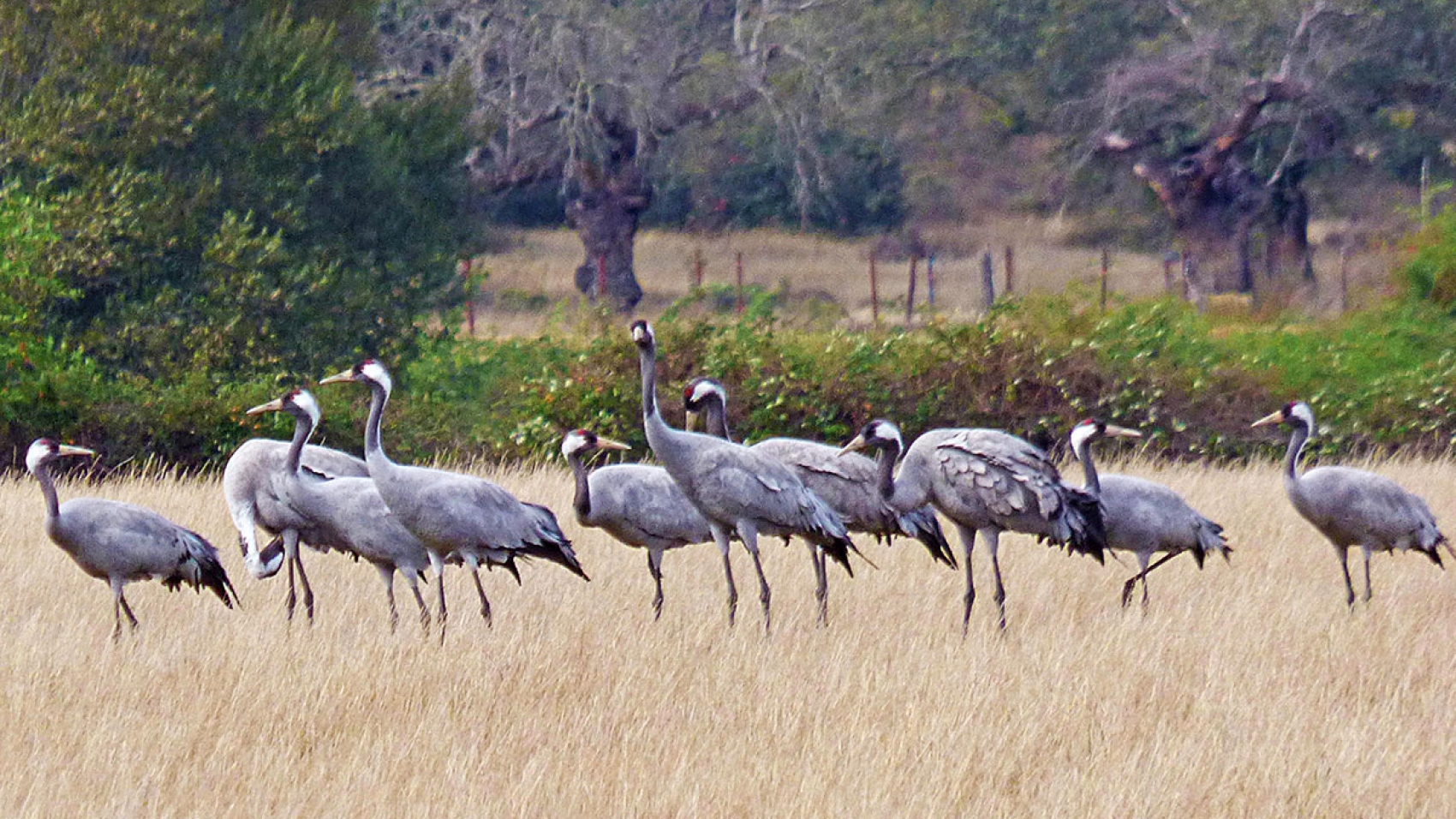 Grulla común (Grus grus)