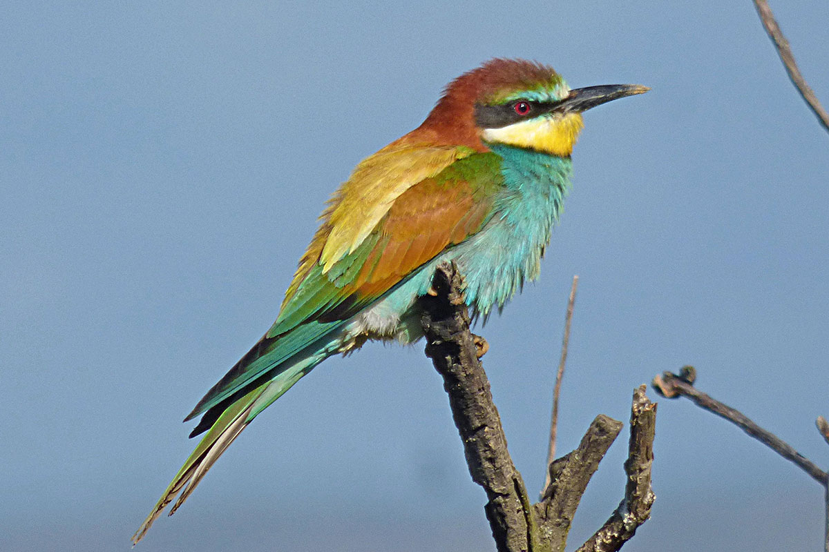 Abejaruco común (Merops apiaster))