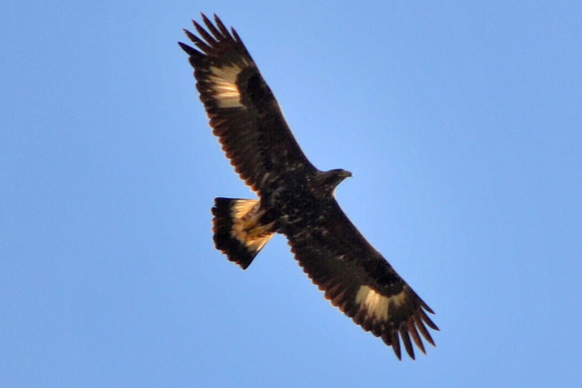 Águila real (Aquila chrysaetos))