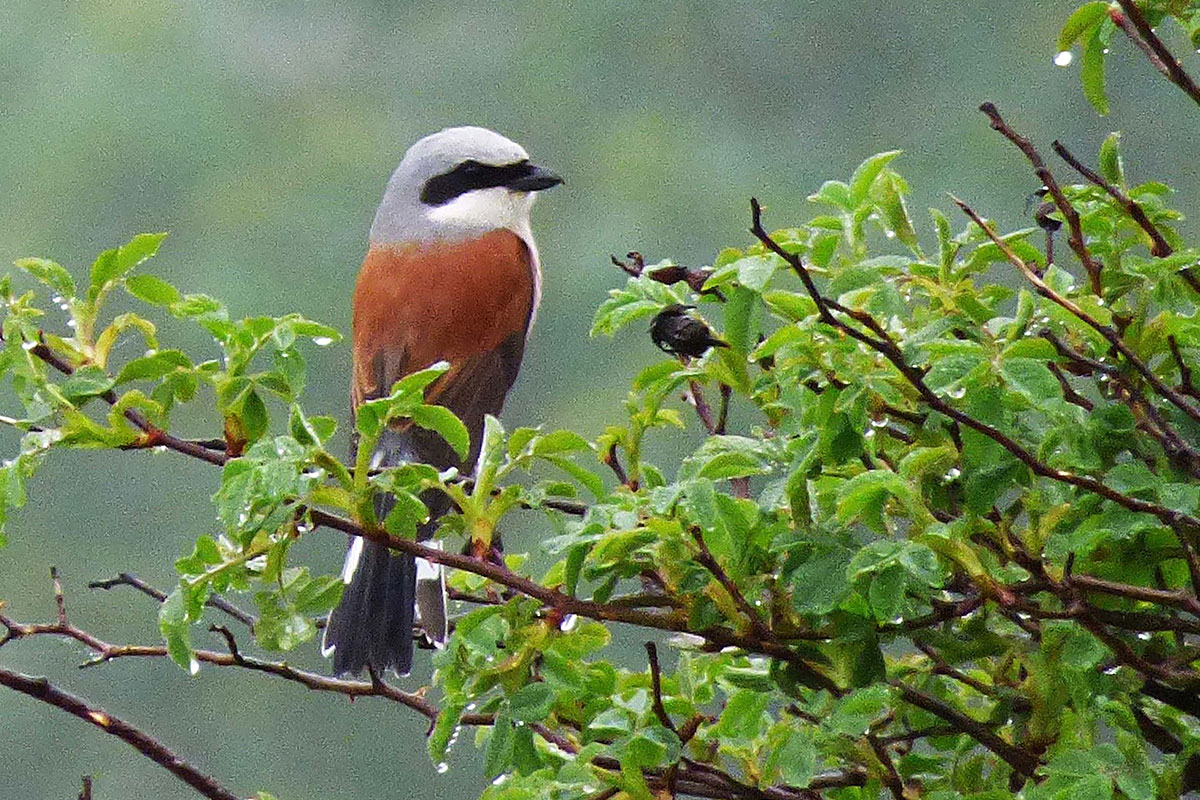 Alcaudón dorsirrojo (Lanius collurio)