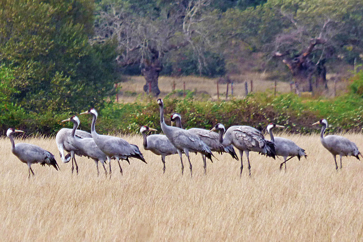 Grulla común (Grus grus)