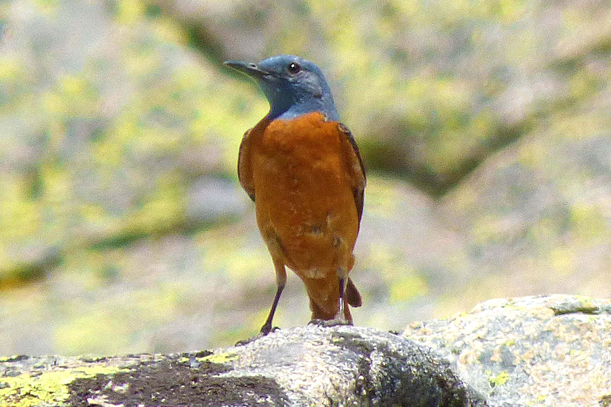 Roquero rojo (Manticola saxatilis))